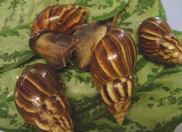 african-snail African Snail
