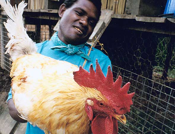 man_rooster