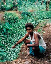 rk_swamp TerraCircle's Roselyn Kabu Maemouri assesses a swamp garden made as part of the Lauru Kastom Garden Project.