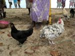 DSCN2785 Genetic diversity of local chickens