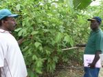 R0012501 The project support feed testing facility trialled various locally available feeds