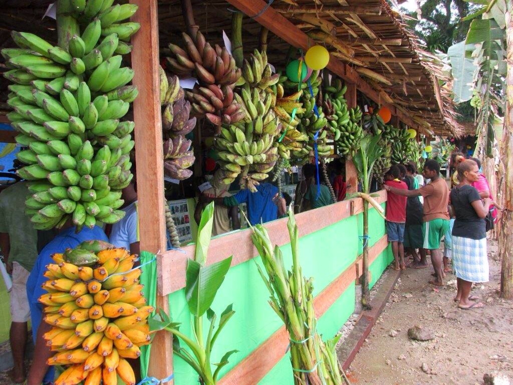 Red, yellow, green — the range of colours demonstrates the diversity of bananas on display at the KGA stall at the Makira Banana Festival. (Photo: KGA)